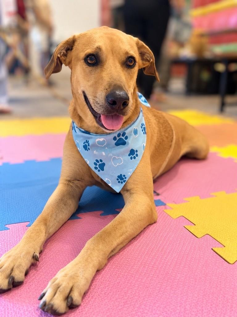 Jack, cachorro de porte grande para adoção em Fundão - ES