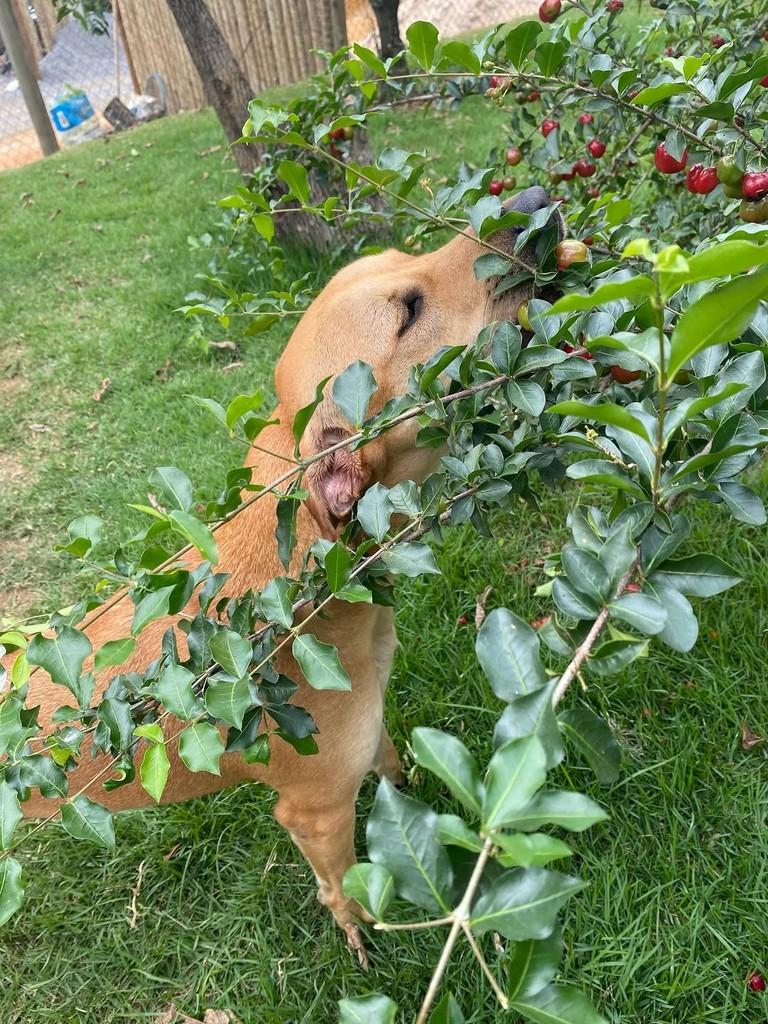 Jack, cachorro de porte grande para adoção em Fundão - ES — foto 2 de 2