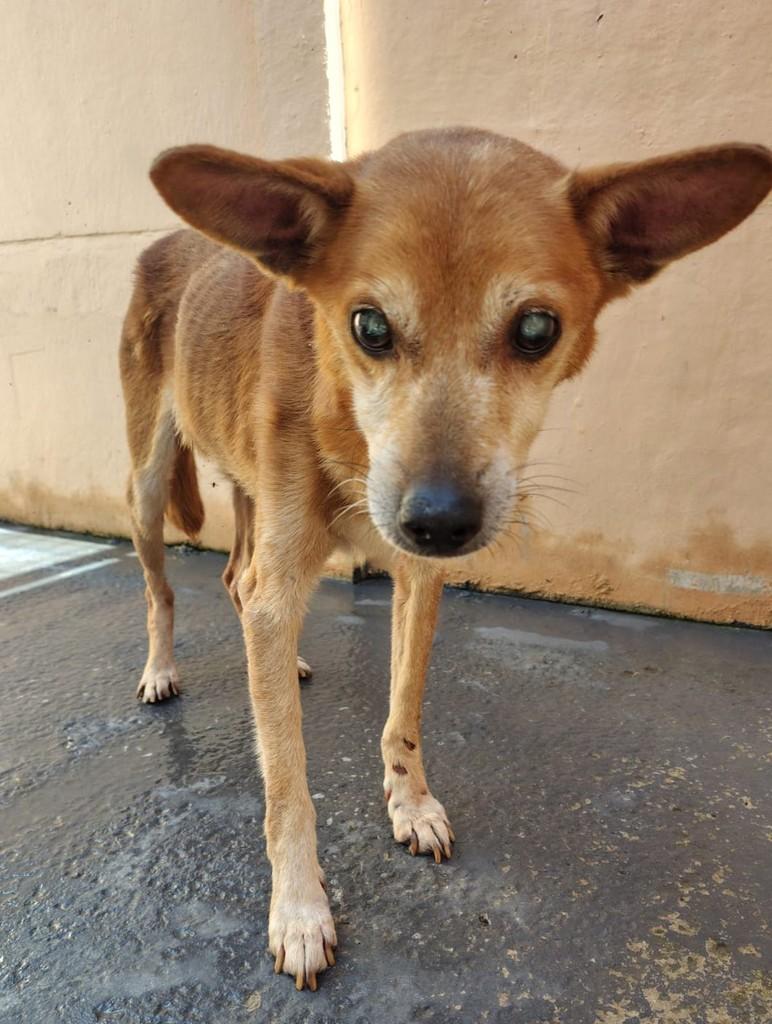 Juquinha, cachorro de porte pequeno para adoção em Itararé - SP