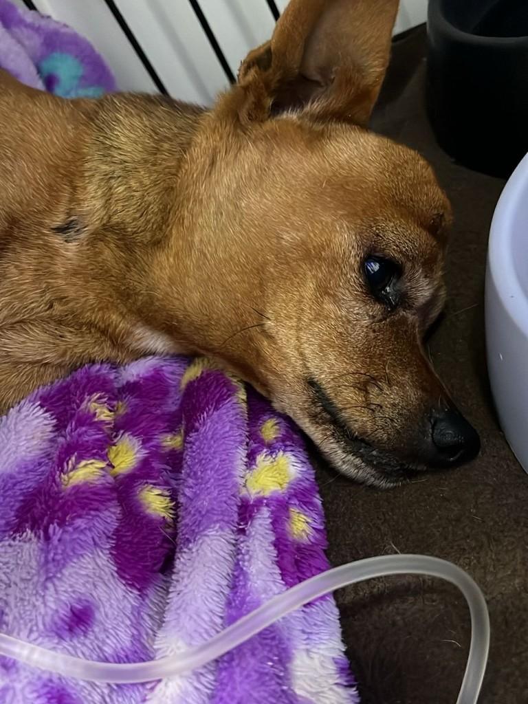 Lup, cachorro de porte pequeno para adoção em Sarandi - RS