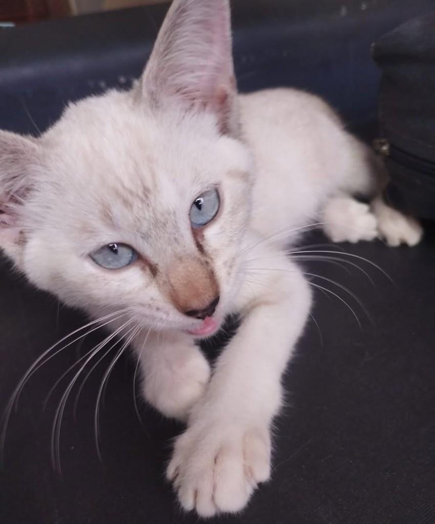 Ada, gata de porte pequeno para adoção em Fortaleza - CE