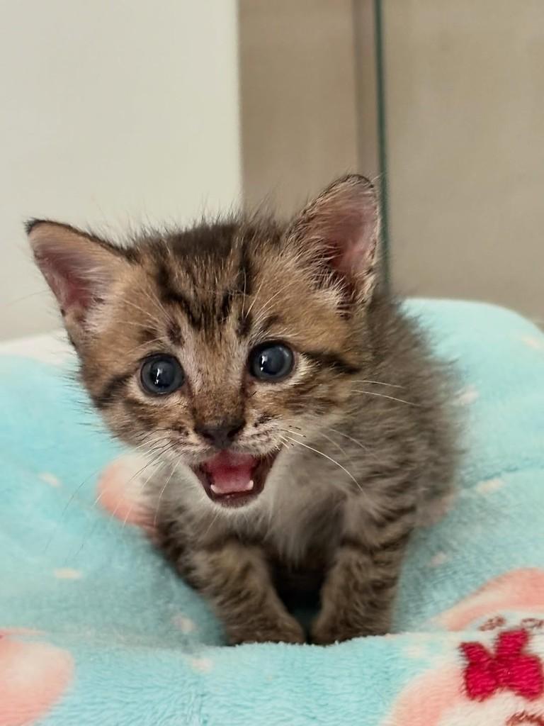 Tigrinho, gato de porte pequeno para adoção em Fortaleza - CE