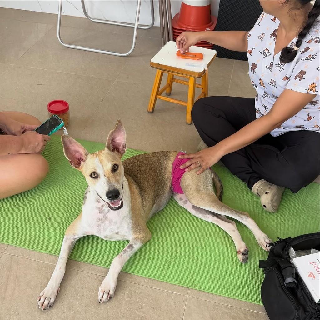 Liz, cachorro de porte médio para adoção em Fortaleza - CE