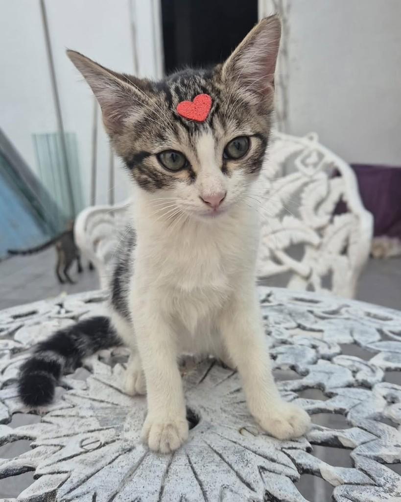 Florzinha, gata de porte pequeno para adoção em Fortaleza - CE