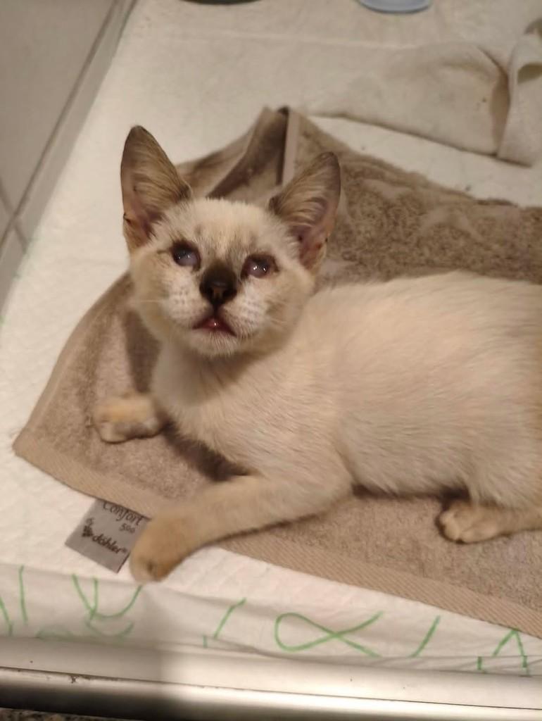 Guajiru, gato de porte pequeno para adoção em Trairi - CE