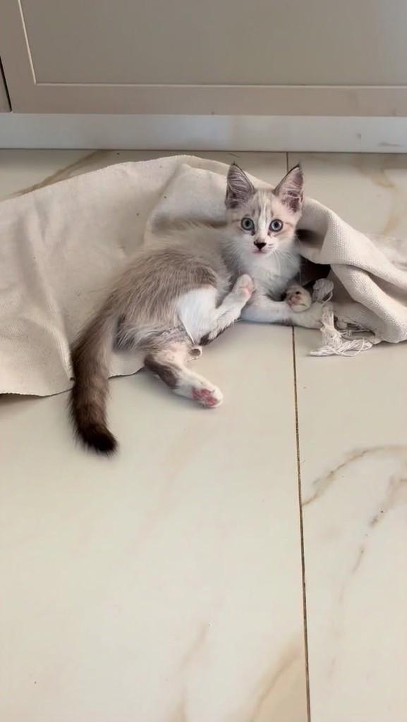 Linda, gata de porte pequeno para adoção em Fortaleza - CE