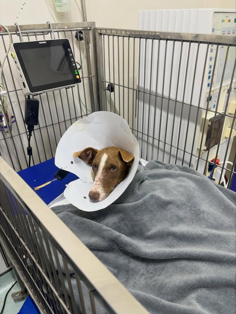 Mel, cachorro de porte médio para adoção em Fortaleza - CE