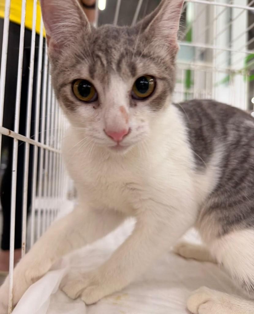 Lindinha, gato de porte pequeno para adoção em Fortaleza - CE