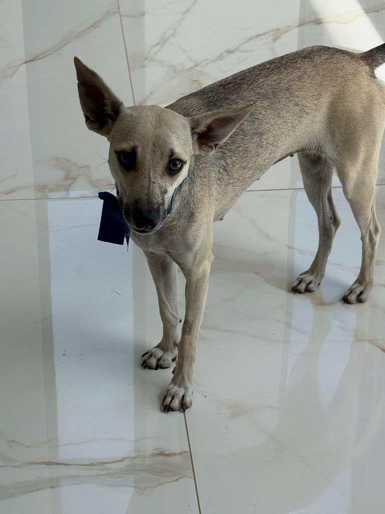 Suri, cadela de porte médio para adoção em Fortaleza - CE