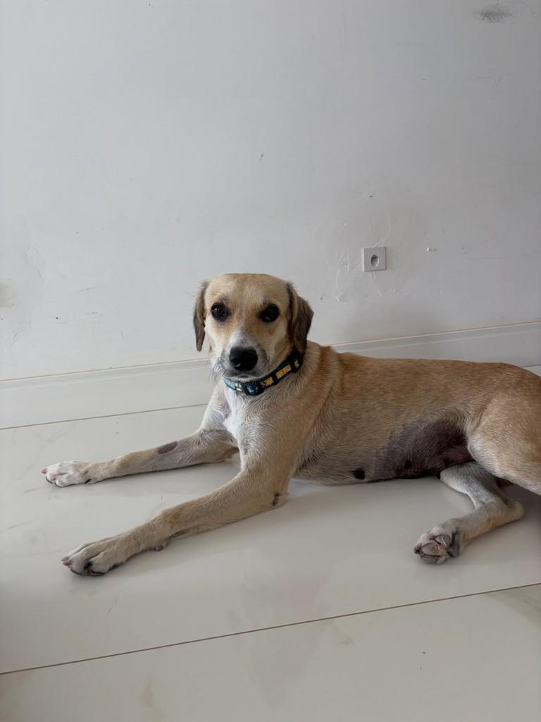 Lola, cadela de porte médio para adoção em Fortaleza - CE