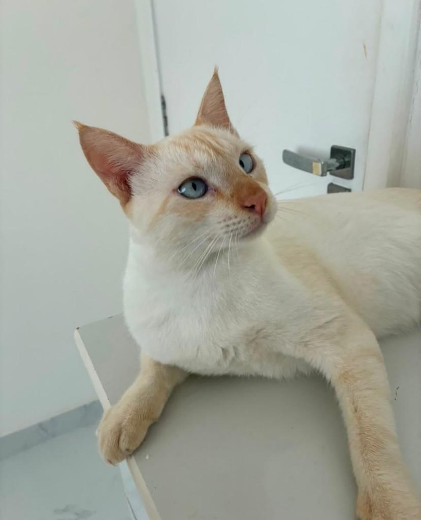 Lindão, gato de porte médio para adoção em Fortaleza - CE