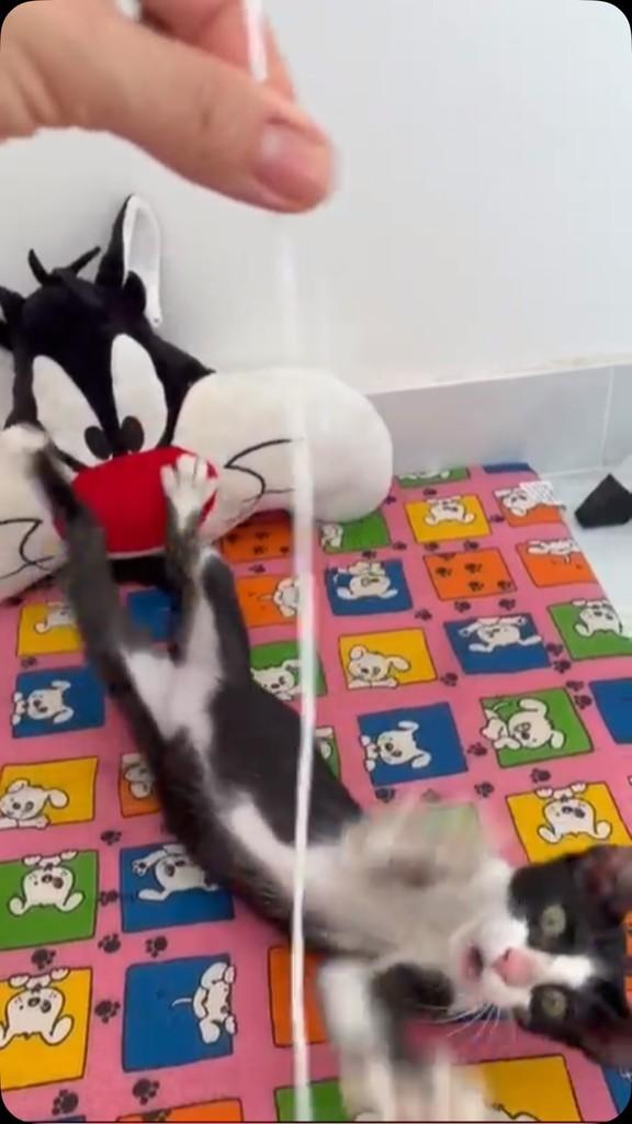 Frajolinha, gato de porte pequeno para adoção em Fortaleza - CE