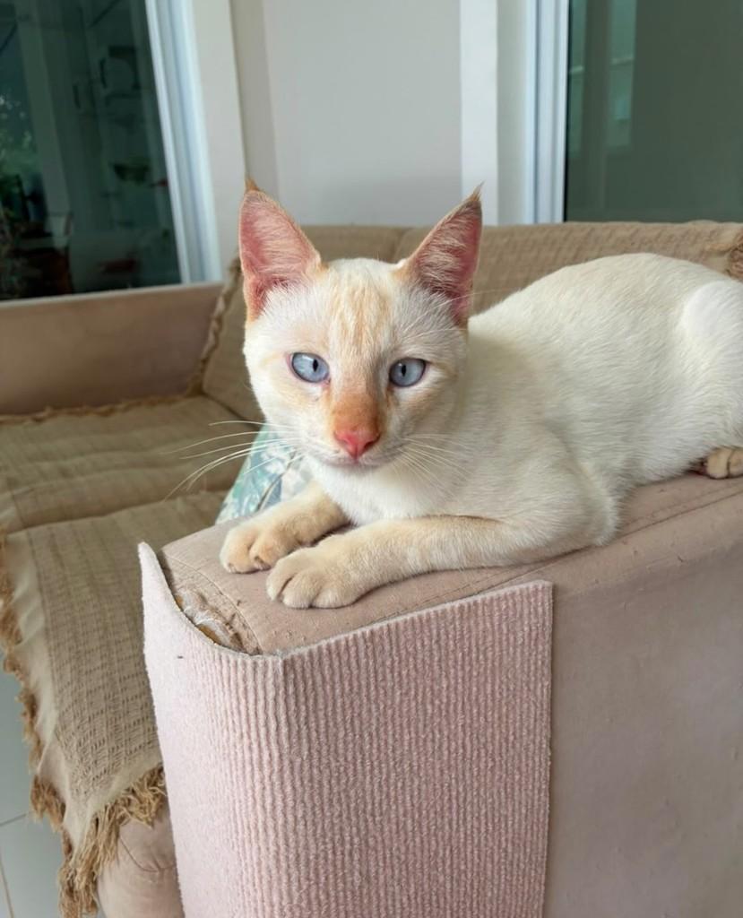 Galeguim, gato de porte pequeno para adoção em Fortaleza - CE
