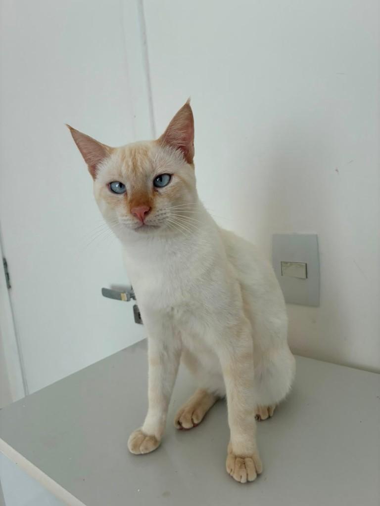 Galeguinho, gato de porte médio para adoção em Fortaleza - CE