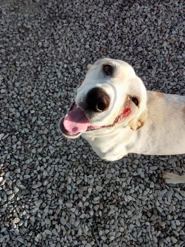 Branquinho, cachorro de porte médio para adoção em Fortaleza - CE