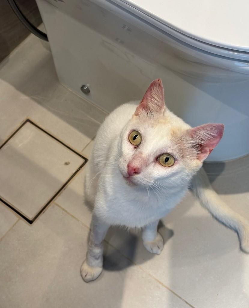 Branquinho, gato de porte médio para adoção em Fortaleza - CE