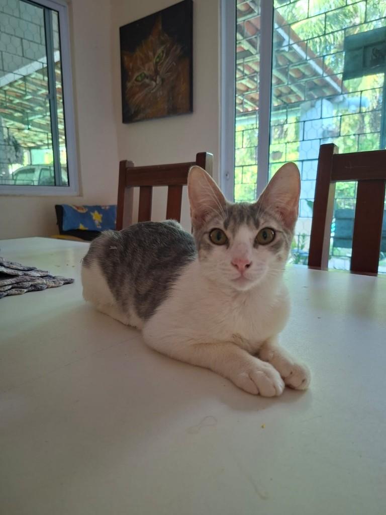 Esmeralda, gata de porte pequeno para adoção em Fortaleza - CE