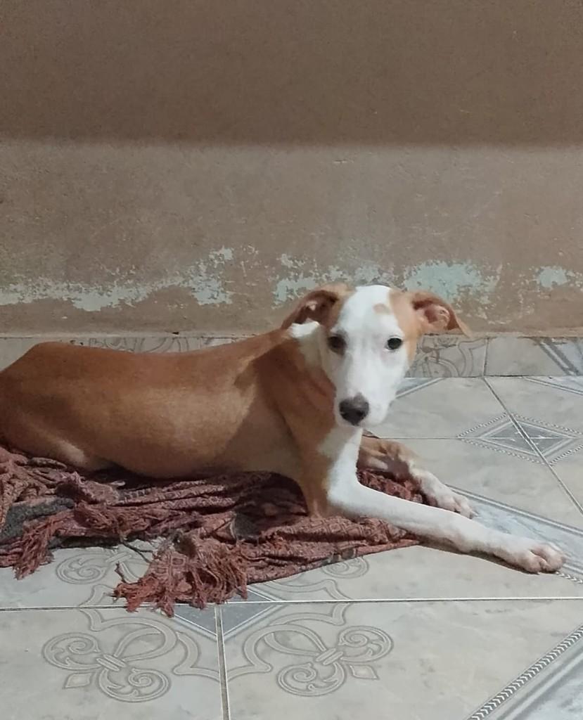 Lindinho, cachorro de porte médio para adoção em Fortaleza - CE