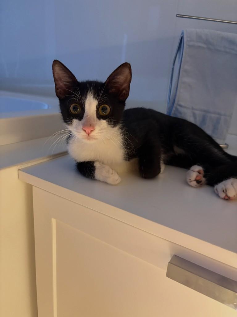 Rapaizinho, gato de porte pequeno para adoção em Fortaleza - CE