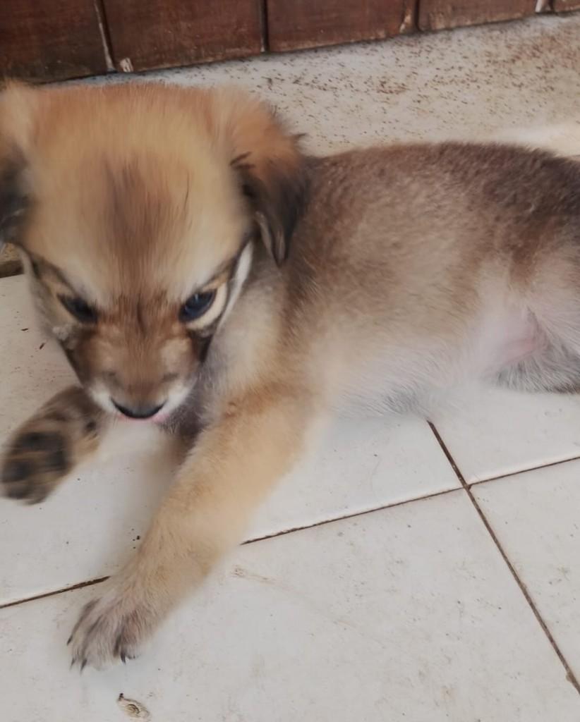 Linda, cadela de porte pequeno para adoção em Fortaleza - CE