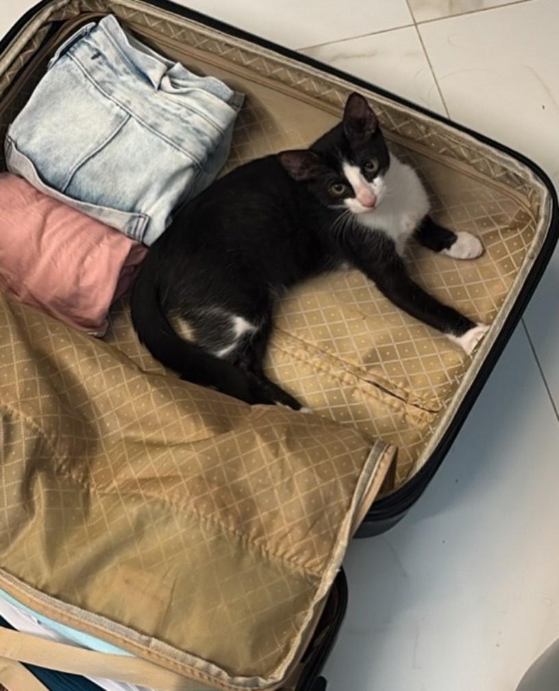 Lindo frajolinha, gato de porte pequeno para adoção em Fortaleza - CE