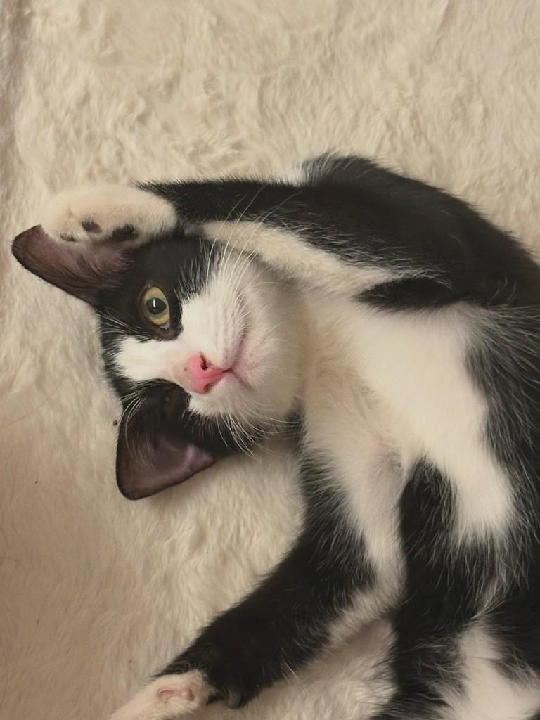 Mocinho, gato de porte pequeno para adoção em Fortaleza - CE