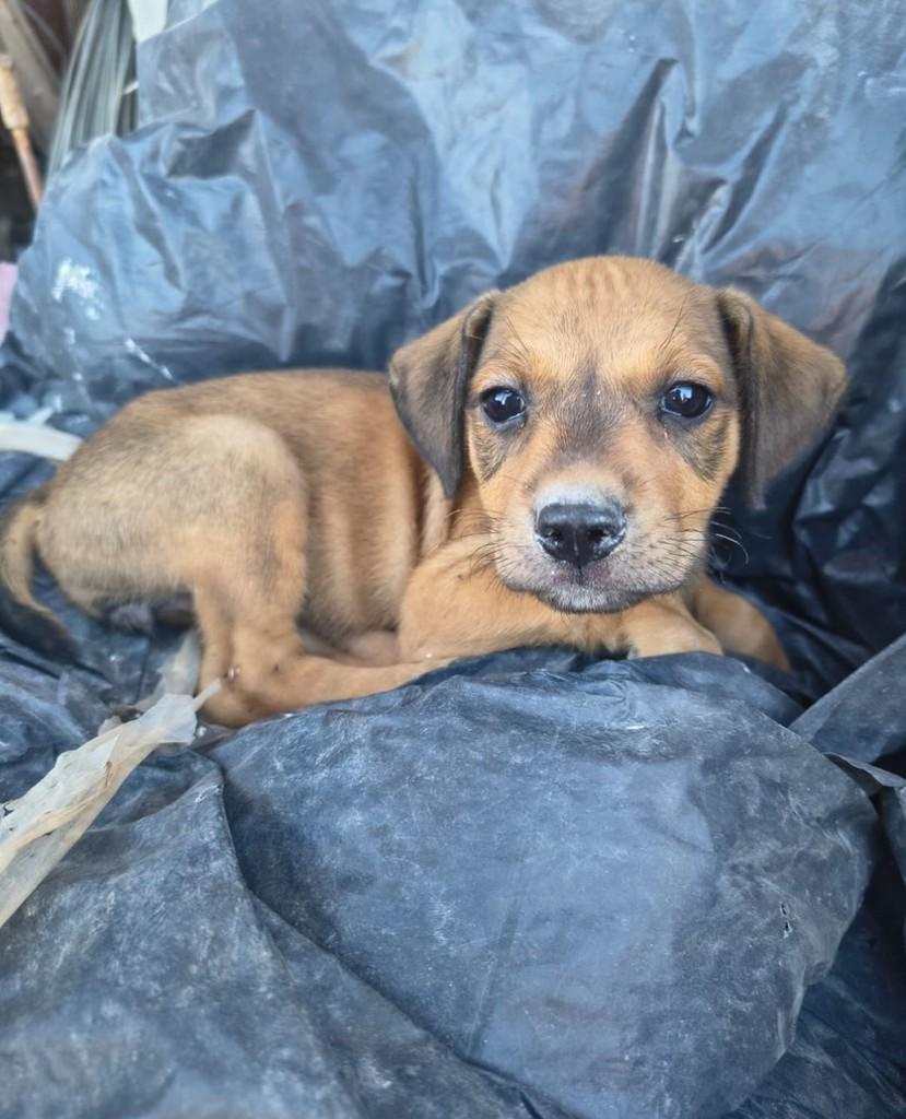 Caramelinha, cachorro de porte pequeno para adoção em Fortaleza - CE