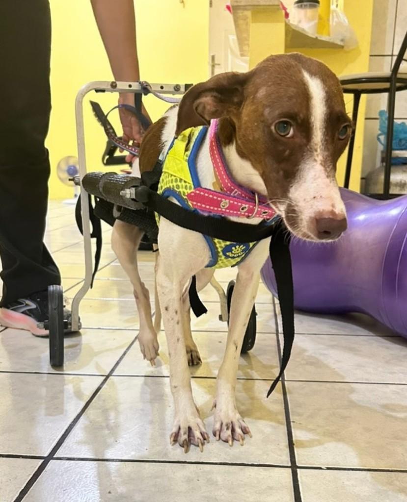 Melzinha, cachorro de porte pequeno para adoção em Fortaleza - CE