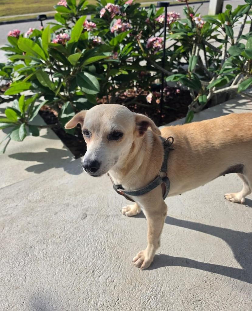 Makita, cadela de porte médio para adoção em Fortaleza - CE