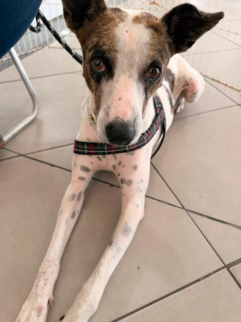 Chorão, cachorro de porte médio para adoção em Fortaleza - CE