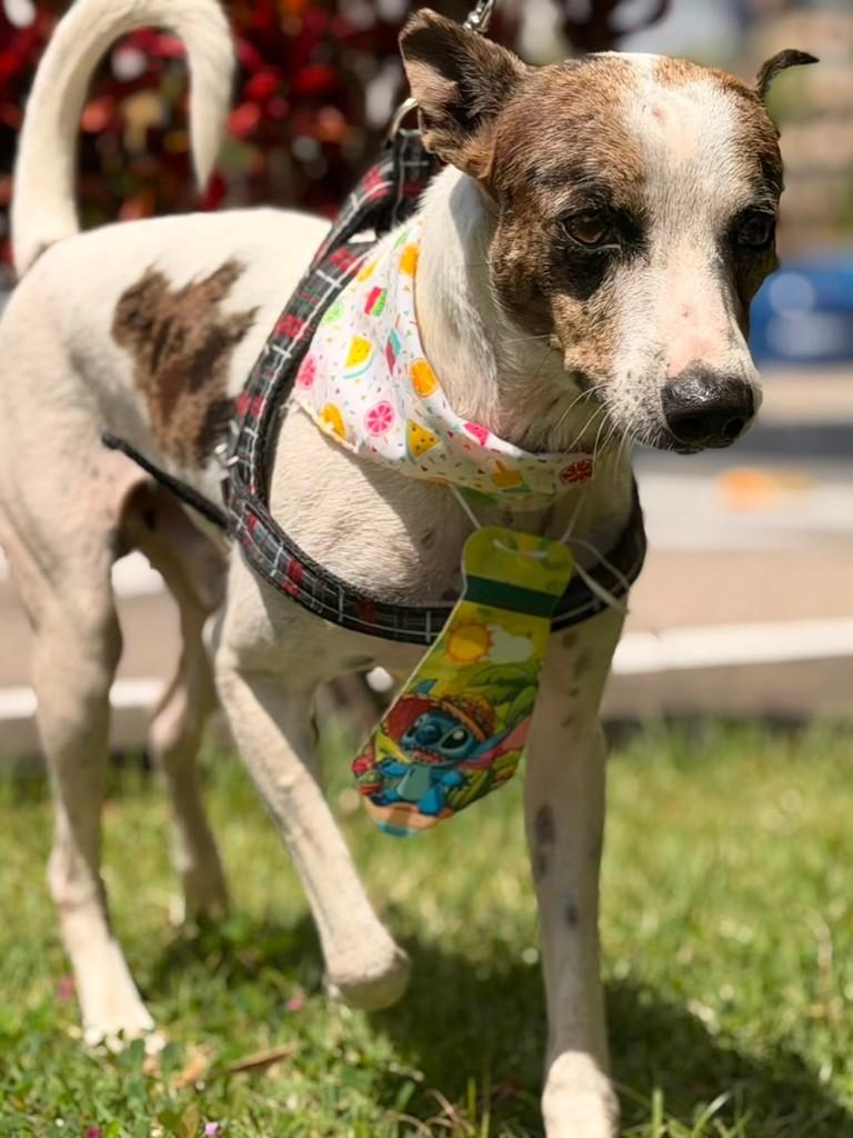 Chorão, cachorro de porte médio para adoção em Fortaleza - CE — foto 2 de 3