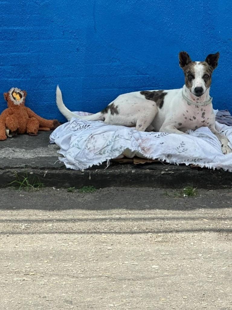 Chorão, cachorro de porte médio para adoção em Fortaleza - CE — foto 3 de 3