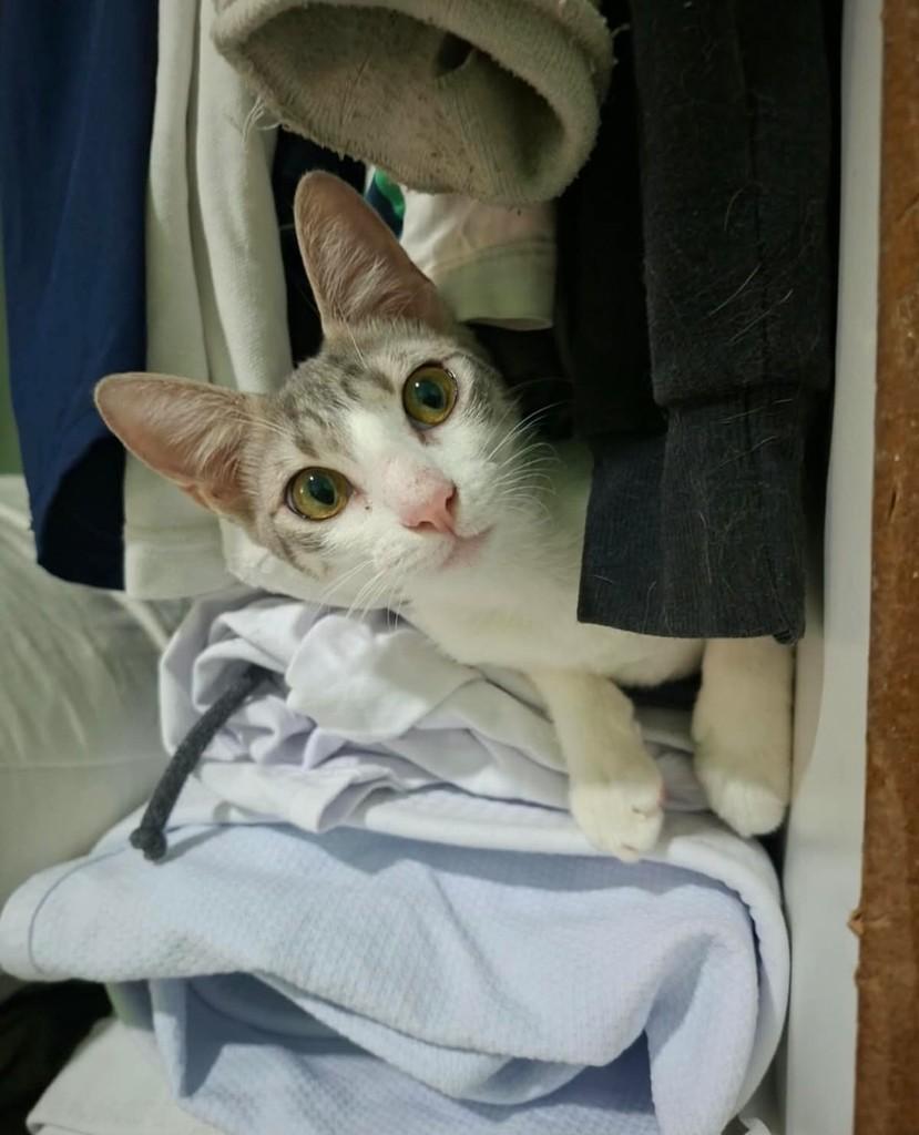 Mimi, gata de porte pequeno para adoção em Fortaleza - CE