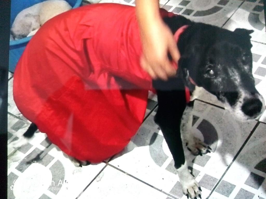 Obama, cachorro de porte médio para adoção em Itapajé - CE