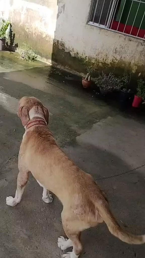 Beethoven, cachorro de porte grande para adoção em Itapecuru Mirim - MA