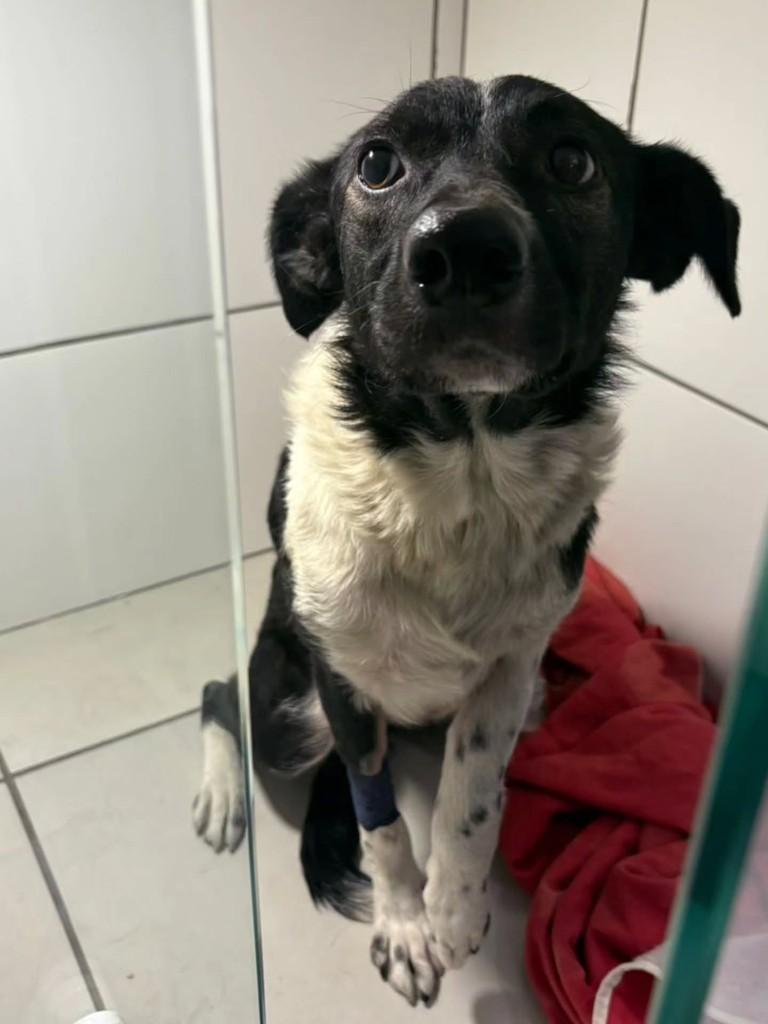 Acácia, cachorro de porte médio para adoção em Lorena - SP