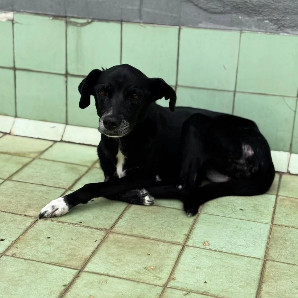Virgínia, cadela de porte pequeno para adoção em Lorena - SP