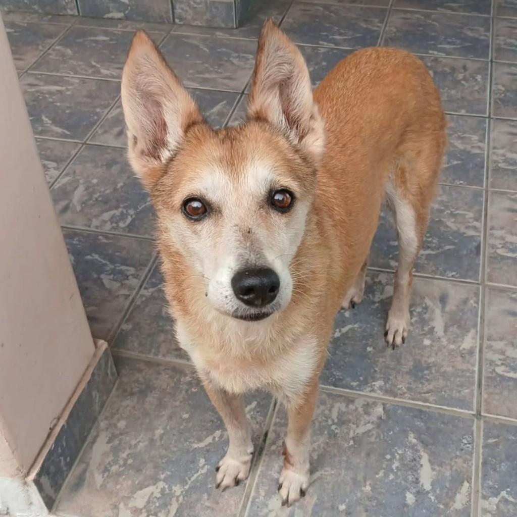 Arina, cachorro de porte grande para adoção em Lorena - SP
