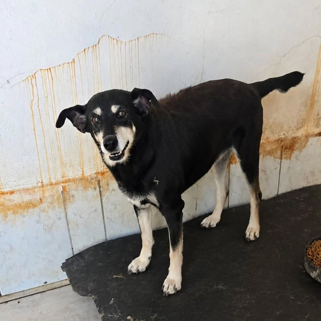 Areta, cachorro de porte médio para adoção em Lorena - SP