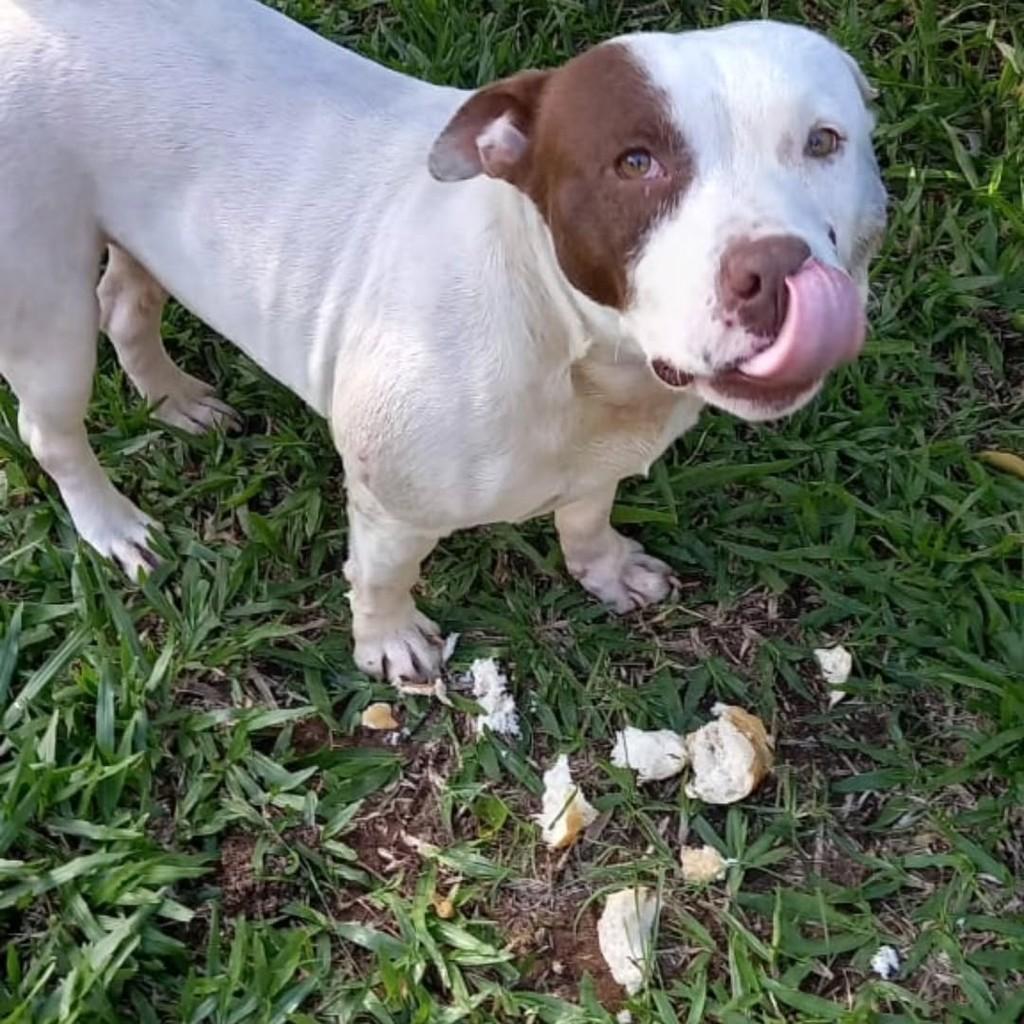Filhotao, cachorro de porte médio para adoção em Portão - RS