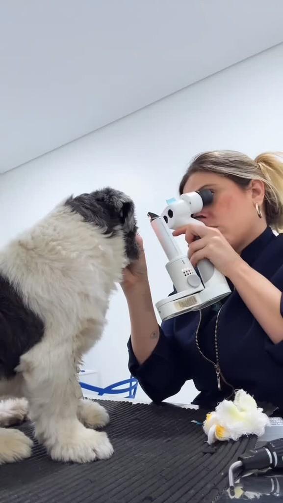 Haru, cachorro de porte grande para adoção em Indaiatuba - SP