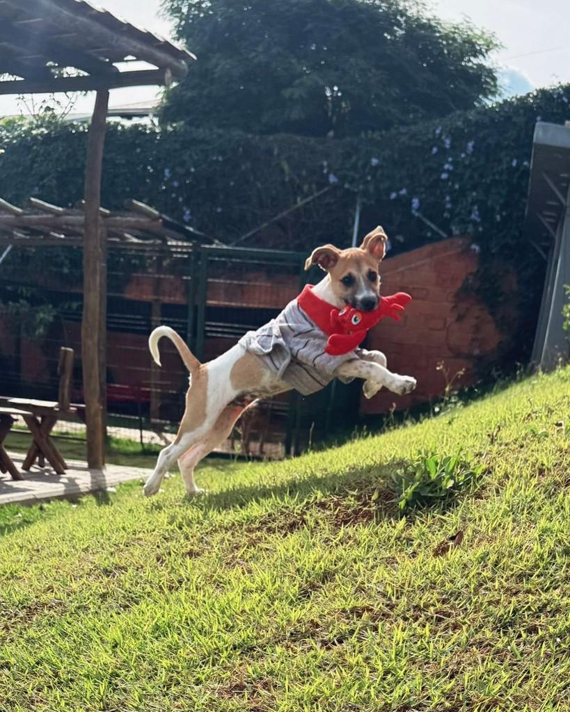 Polvilho, cachorro de porte médio para adoção em Indaiatuba - SP