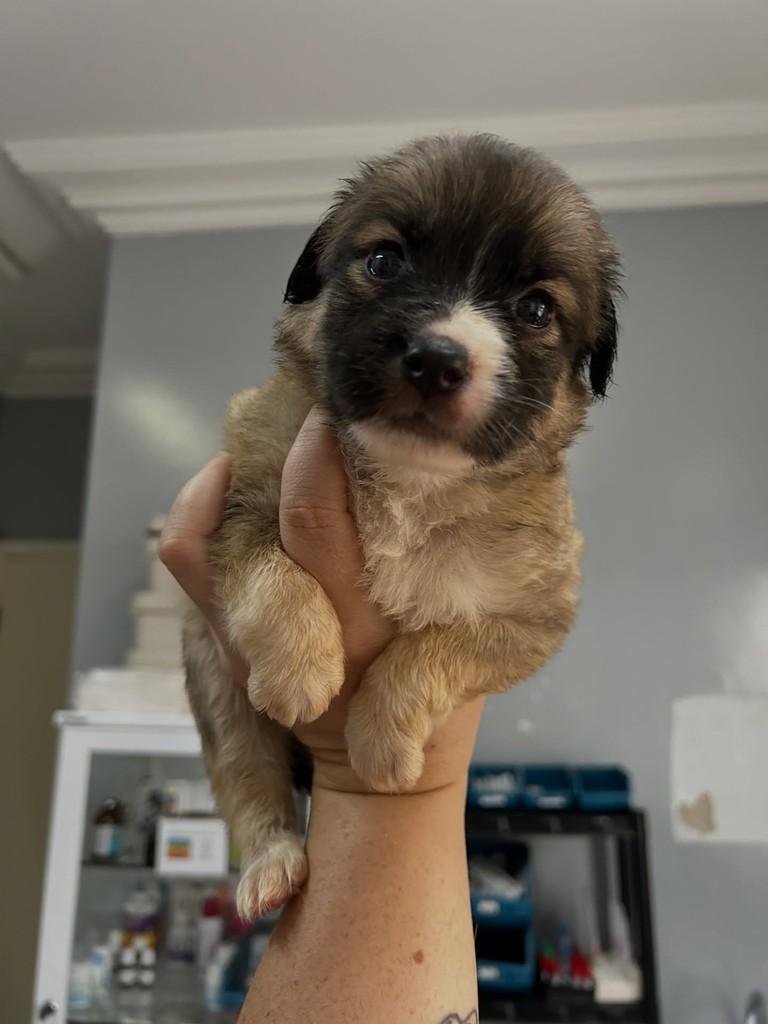Rei, cachorro de porte médio para adoção em Indaiatuba - SP