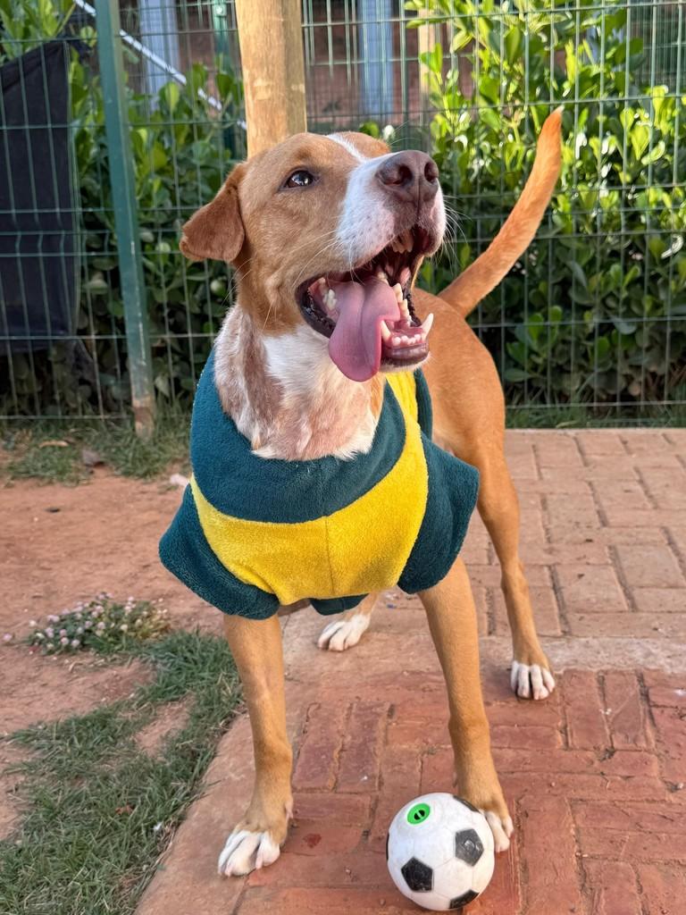 Mark, cachorro de porte médio para adoção em Indaiatuba - SP
