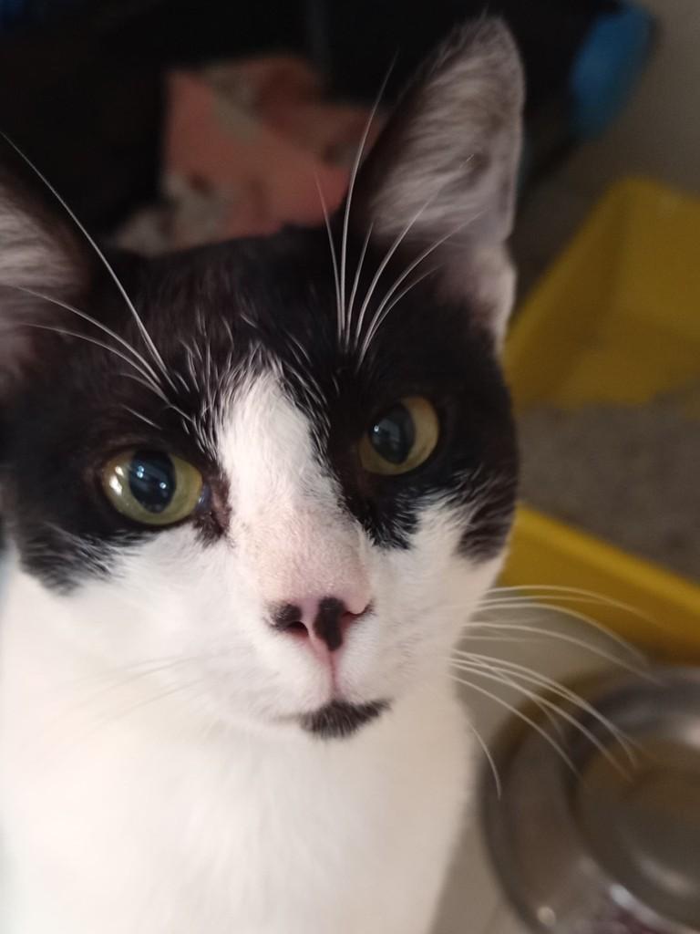 Bob, gato de porte médio para adoção em Indaiatuba - SP
