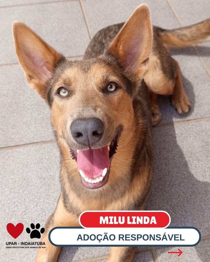 Milu, cadela de porte grande para adoção em Indaiatuba - SP