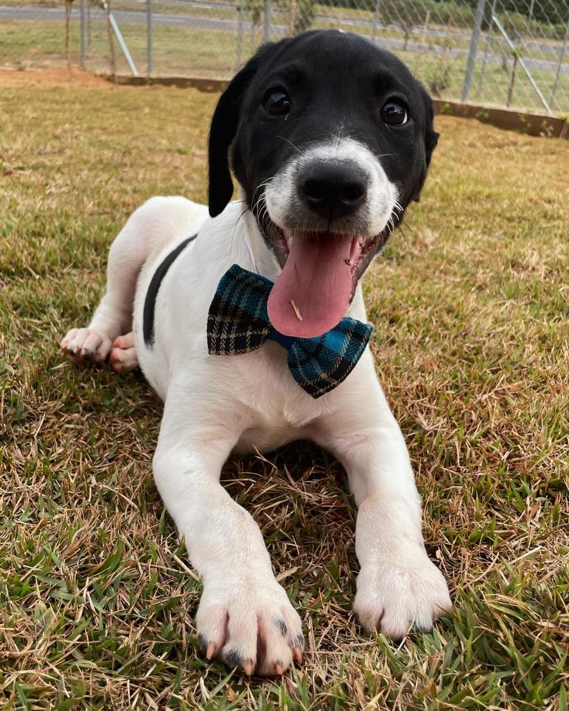 Floquinho, cachorro de porte médio para adoção em Indaiatuba - SP