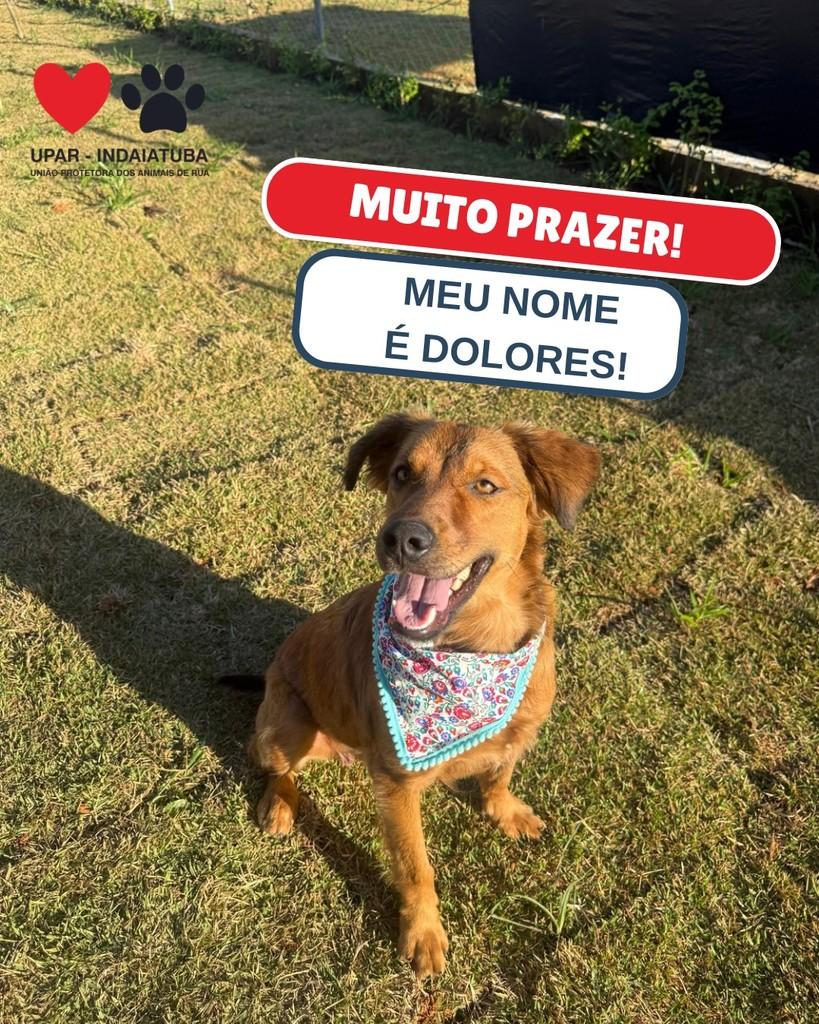 Dolores, cachorro de porte pequeno para adoção em Indaiatuba - SP
