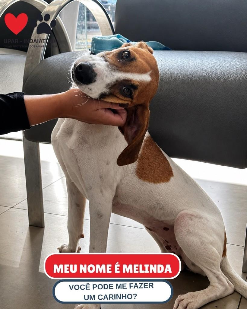 Melinda, cadela de porte pequeno para adoção em Indaiatuba - SP