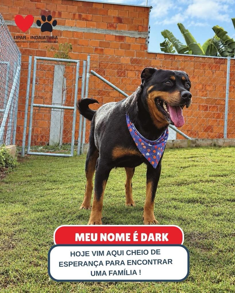 Dark, cachorro de porte grande para adoção em Indaiatuba - SP